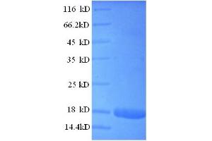 SDS-PAGE (SDS) image for Interferon, alpha 2 (IFNA2) (AA 24-188) protein (GST tag) (ABIN5711057)