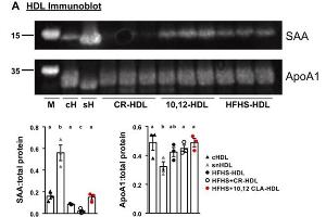 Western Blotting (WB) image for anti-Apolipoprotein A-I (APOA1) antibody (ABIN5596808)
