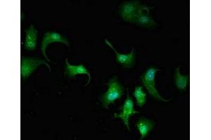 Immunofluorescence (IF) image for anti-Actin Related Protein 2/3 Complex, Subunit 5-Like (ARPC5L) (AA 15-124) antibody (ABIN7143098)