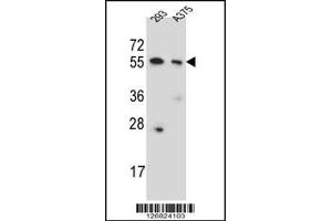 Western blot analysis in 293,A375 cell line lysates (35ug/lane). (CPNE8 抗体  (N-Term))