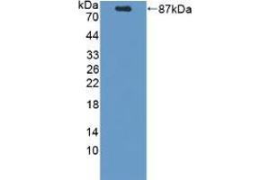 Western blot analysis of recombinant Mouse PCSK9. (PCSK9 抗体  (AA 156-694))