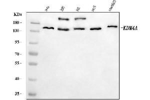 Western blot analysis of JHDM3A/JMJD2A/KDM4A using anti-JHDM3A/JMJD2A/KDM4A antibody (ABIN7601534).