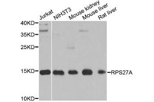 Western blot analysis of extracts of various cell lines, using RPS27A antibody (ABIN5971059) at 1/1000 dilution. (RPS27A 抗体)
