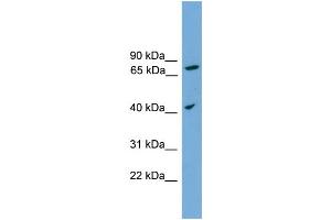 anti-UNQ1887 (Middle Region) antibody