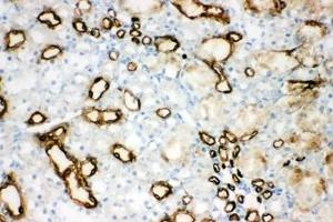 Immunohistochemistry (IHC) image for anti-Aquaporin 1 (Colton Blood Group) (AQP1) (C-Term) antibody (ABIN3030001)