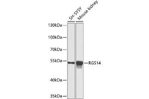 Western blot analysis of extracts of various cell lines, using RGS14 antibody (ABIN6130669, ABIN6146917, ABIN6146918 and ABIN6225301) at 1:1000 dilution. (RGS14 抗体  (AA 230-510))