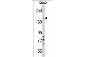 Western blot analysis of SORCS1 Antibody in K562 cell line lysates (35ug/lane) (SORCS1 抗体  (N-Term))