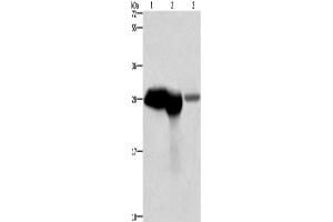 Western Blotting (WB) image for anti-Calbindin (CALB1) antibody (ABIN2423032) (CALB1 抗体)