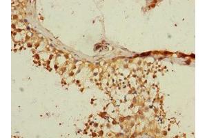 Immunohistochemistry of paraffin-embedded human testis tissue using ABIN7167592 at dilution of 1:100