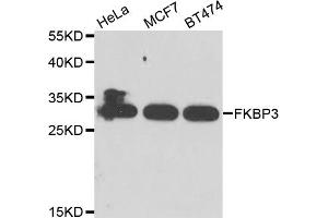 Western blot analysis of extracts of various cell lines, using FKBP3 antibody. (FKBP3 抗体)