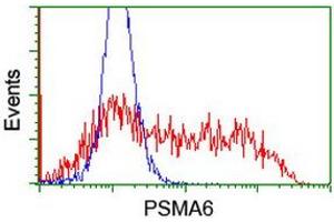 Image no. 3 for anti-Proteasome Subunit alpha 6 (PSMA6) antibody (ABIN1500467) (PSMA6 抗体)