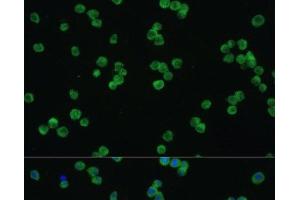 Immunofluorescence analysis of Raw264. (LZTR1 抗体)