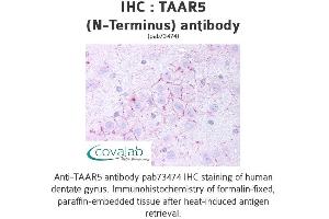 Image no. 1 for anti-Trace Amine Associated Receptor 5 (TAAR5) (Extracellular Domain), (N-Term) antibody (ABIN1739862) (TAAR5 抗体  (Extracellular Domain, N-Term))