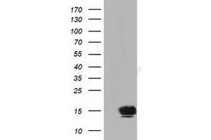 Western Blotting (WB) image for anti-Follicle Stimulating Hormone, beta Polypeptide (FSHB) antibody (ABIN1498319) (FSHB 抗体)
