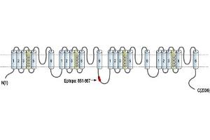 Representative domain view of the target of ABIN7043005.