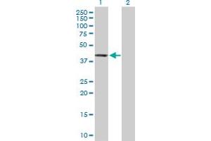 Western Blot analysis of PTPN7 expression in transfected 293T cell line by PTPN7 MaxPab polyclonal antibody. (PTPN7 抗体  (AA 1-360))