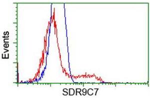 HEK293T cells transfected with either RC210941 overexpress plasmid (Red) or empty vector control plasmid (Blue) were immunostained by anti-SDR9C7 antibody (ABIN2453634), and then analyzed by flow cytometry. (SDR9C7 抗体)