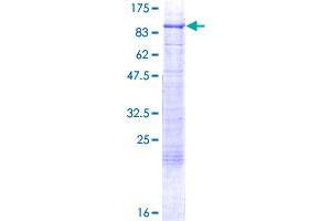 RFX5 Protein (AA 1-616) (GST tag)