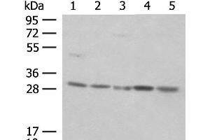 Western blot analysis of NIH/3T3 cell Mouse spleen tissue K562 cell Hela cell 231 cell lysates using PSMA4 Polyclonal Antibody at dilution of 1:400 (PSMA4 抗体)