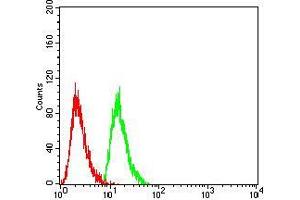 Flow cytometric analysis of Hela cells using RAN mouse mAb (green) and negative control (red). (RAN 抗体  (AA 1-216))