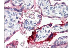 Human Placenta (formalin-fixed, paraffin-embedded) stained with ANXA1at 4 µg/ml followed by biotinylated anti-goat IgG secondary antibody, alkaline phosphatase-streptavidin and chromogen. (Annexin a1 抗体  (C-Term))