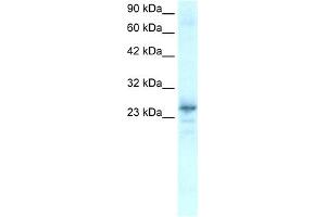 Western Blotting (WB) image for anti-NK2 Homeobox 8 (NKX2-8) (C-Term) antibody (ABIN2777459)