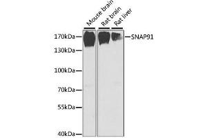 Western blot analysis of extracts of various cell lines, using SNAP91 antibody. (SNAP91 抗体  (AA 321-600))