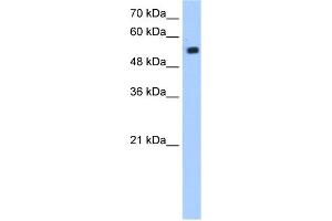 WB Suggested Anti-ZIK1 Antibody Titration:  1.