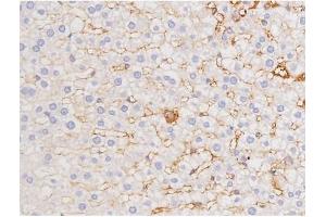 ABIN6267358 at 1/200 staining Rat liver tissue sections by IHC-P. (MAPT 抗体  (pThr212))