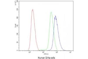 Flow cytometry testing of human SiHa cells with Calbindin antibody at 1ug/10^6 cells (blocked with goat sera)
