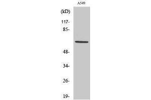 Western Blotting (WB) image for anti-Nectin cell adhesion molecule 3 (NECTIN3) (Internal Region) antibody (ABIN3176252) (nectin-3 抗体  (Internal Region))