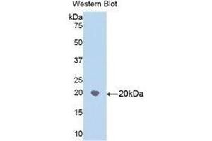 Western Blotting (WB) image for anti-Heat Shock 60kDa Protein 1 (Chaperonin) (HSPD1) (AA 172-343) antibody (ABIN1859226) (HSPD1 抗体  (AA 172-343))
