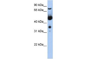 WB Suggested Anti-MNAT1 Antibody Titration:  0. (MNAT1 抗体  (N-Term))