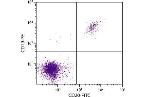 Human peripheral blood lymphocytes were stained with Mouse F(ab’)2 Anti-Human CD20-FITC. (CD20 抗体  (PE))