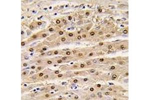 Immunohistochemistry (IHC) image for anti-Glyceraldehyde-3-Phosphate Dehydrogenase (GAPDH) (AA 62-91) antibody (ABIN3029800)