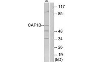 Western Blotting (WB) image for anti-Chromatin Assembly Factor 1, Subunit B (p60) (CHAF1B) (AA 71-120) antibody (ABIN2889566) (CHAF1B 抗体  (AA 71-120))