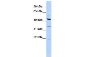 ADRB2 antibody (70R-10424) used at 0. (beta 2 Adrenergic Receptor 抗体  (Middle Region))