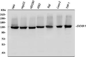 Western blot analysis of DDB1 using anti-DDB1 antibody (ABIN3043823).