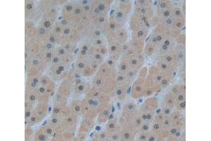 Used in DAB staining on fromalin fixed paraffin- embedded Kidney tissue (Pirin 抗体  (AA 1-290))