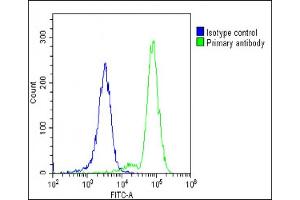 Overlay histogram showing K562 cells stained with (ABIN653968 and ABIN2843918)(green line). (POTEE 抗体  (AA 380-409))