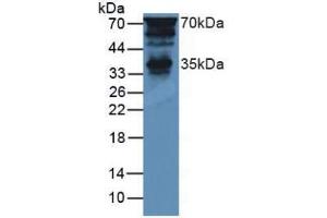 Western blot analysis of Mouse Brain Tissue. (PTF1A 抗体  (AA 177-328))