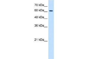 WB Suggested Anti-CHRNE Antibody Titration:  1. (CHRNE 抗体  (N-Term))