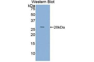 Western Blotting (WB) image for anti-Actin, Alpha, Cardiac Muscle 1 (ACTC1) (AA 156-368) antibody (ABIN1077733) (ACTC1 抗体  (AA 156-368))