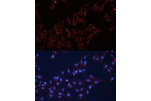 Immunofluorescence analysis of C6 cells using GN Polyclonal Antibody (ABIN7267538) at dilution of 1:100 (40x lens). (GNAI2 抗体  (AA 1-355))