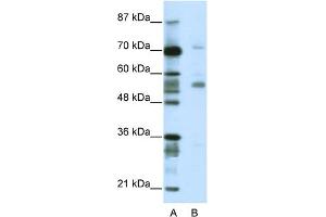 Western Blotting (WB) image for anti-Coronin, Actin Binding Protein, 1A (CORO1A) (N-Term) antibody (ABIN2780826)