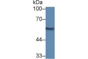 Western blot analysis of Rat Kidney lysate, using Mouse NUCB1 Antibody (1 µg/ml) and HRP-conjugated Goat Anti-Rabbit antibody ( (Nucleobindin 1 抗体  (AA 26-413))