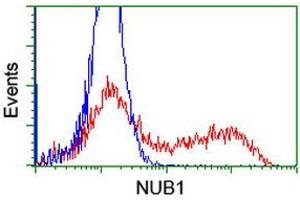 Image no. 6 for anti-Negative Regulator of Ubiquitin-Like Proteins 1 (NUB1) (AA 1-326) antibody (ABIN1490743) (NUB1 抗体  (AA 1-326))
