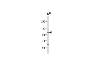 Anti-P4K1 Antibody  at 1:1000 dilution + Raji whole cell lysate Lysates/proteins at 20 μg per lane. (MAP4K1 抗体  (AA 346-375))