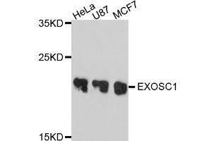Western blot analysis of extracts of various cell lines, using EXOSC1 antibody.