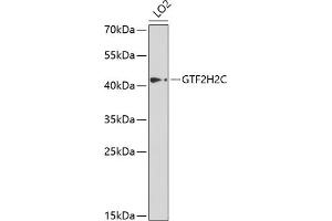 Western blot analysis of extracts of LO2 cells, using GTF2H2C antibody  at 1:1000 dilution. (GTF2H2C 抗体  (AA 1-300))